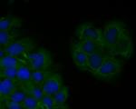 SPATA5L1 Antibody in Immunocytochemistry (ICC/IF)