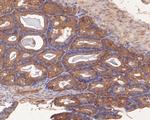 SPATA5L1 Antibody in Immunohistochemistry (Paraffin) (IHC (P))