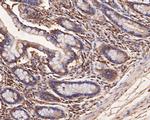 SPATA5L1 Antibody in Immunohistochemistry (Paraffin) (IHC (P))