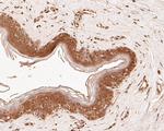 SPATA5L1 Antibody in Immunohistochemistry (Paraffin) (IHC (P))