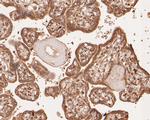 SPATA5L1 Antibody in Immunohistochemistry (Paraffin) (IHC (P))