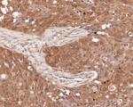 SPATA5L1 Antibody in Immunohistochemistry (Paraffin) (IHC (P))