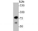 SPATA5L1 Antibody in Western Blot (WB)