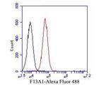 Factor XIII A Antibody in Flow Cytometry (Flow)