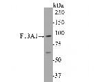 Factor XIII A Antibody in Western Blot (WB)