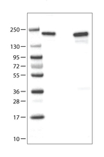 ATAD2 Antibody in Western Blot (WB)