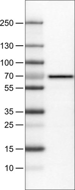 SLC27A5 Antibody in Western Blot (WB)