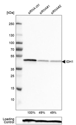 IDH1 Antibody in Western Blot (WB)