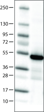 IDH1 Antibody in Western Blot (WB)