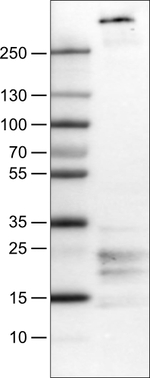 Fibrillin 1 Antibody in Western Blot (WB)