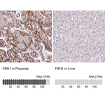 Fibrillin 1 Antibody in Immunohistochemistry (Paraffin) (IHC (P))