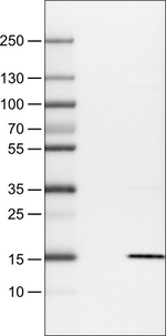 S100A4 Antibody in Western Blot (WB)