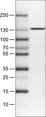 CTCF Antibody in Western Blot (WB)