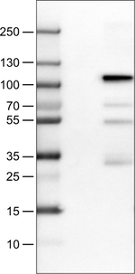 SATB2 Antibody in Western Blot (WB)