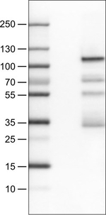 SATB2 Antibody in Western Blot (WB)