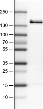 VEGF Receptor 1 Antibody in Western Blot (WB)