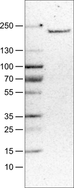 CD206 Antibody in Western Blot (WB)