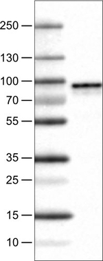 Metadherin Antibody in Western Blot (WB)