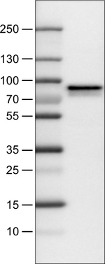 Metadherin Antibody in Western Blot (WB)