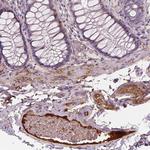Apolipoprotein A4 Antibody in Immunohistochemistry (Paraffin) (IHC (P))