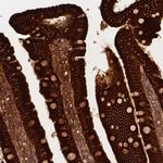 Apolipoprotein A4 Antibody in Immunohistochemistry (Paraffin) (IHC (P))