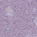 Apolipoprotein A4 Antibody in Immunohistochemistry (Paraffin) (IHC (P))