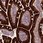 Apolipoprotein A4 Antibody in Immunohistochemistry (Paraffin) (IHC (P))