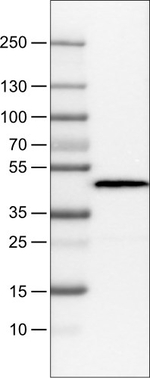 Apolipoprotein A4 Antibody in Western Blot (WB)
