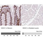 HDAC1 Antibody in Immunohistochemistry (Paraffin) (IHC (P))