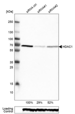 HDAC1 Antibody in Western Blot (WB)