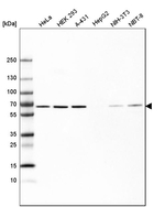 HDAC1 Antibody in Western Blot (WB)