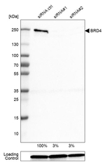 BRD4 Antibody in Western Blot (WB)