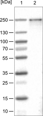 BRD4 Antibody in Western Blot (WB)