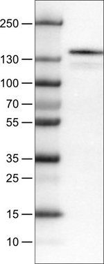 c-Kit Antibody in Western Blot (WB)