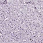 VWF Antibody in Immunohistochemistry (Paraffin) (IHC (P))