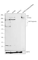 VWF Antibody in Western Blot (WB)