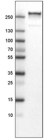 VWF Antibody in Western Blot (WB)