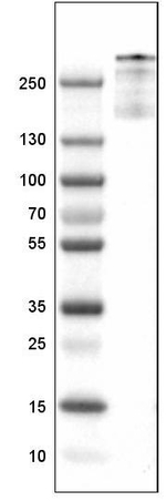 VWF Antibody in Western Blot (WB)