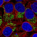 TUFM Antibody in Immunocytochemistry (ICC/IF)