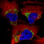 TUFM Antibody in Immunocytochemistry (ICC/IF)