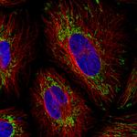 TUFM Antibody in Immunocytochemistry (ICC/IF)