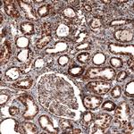 TUFM Antibody in Immunohistochemistry (Paraffin) (IHC (P))