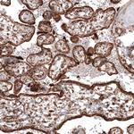 TUFM Antibody in Immunohistochemistry (Paraffin) (IHC (P))