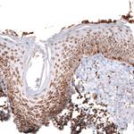 TUFM Antibody in Immunohistochemistry (Paraffin) (IHC (P))