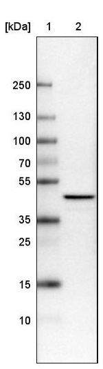 TUFM Antibody in Western Blot (WB)