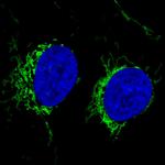 Citrate Synthase Antibody in Immunocytochemistry (ICC/IF)
