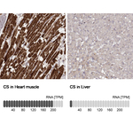 Citrate Synthase Antibody in Immunohistochemistry (Paraffin) (IHC (P))
