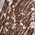 Citrate Synthase Antibody in Immunohistochemistry (Paraffin) (IHC (P))