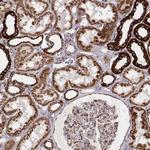 Citrate Synthase Antibody in Immunohistochemistry (Paraffin) (IHC (P))