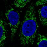 Citrate Synthase Antibody in Immunocytochemistry (ICC/IF)